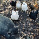 Hammiehoeve – a local egg producer and so much more!