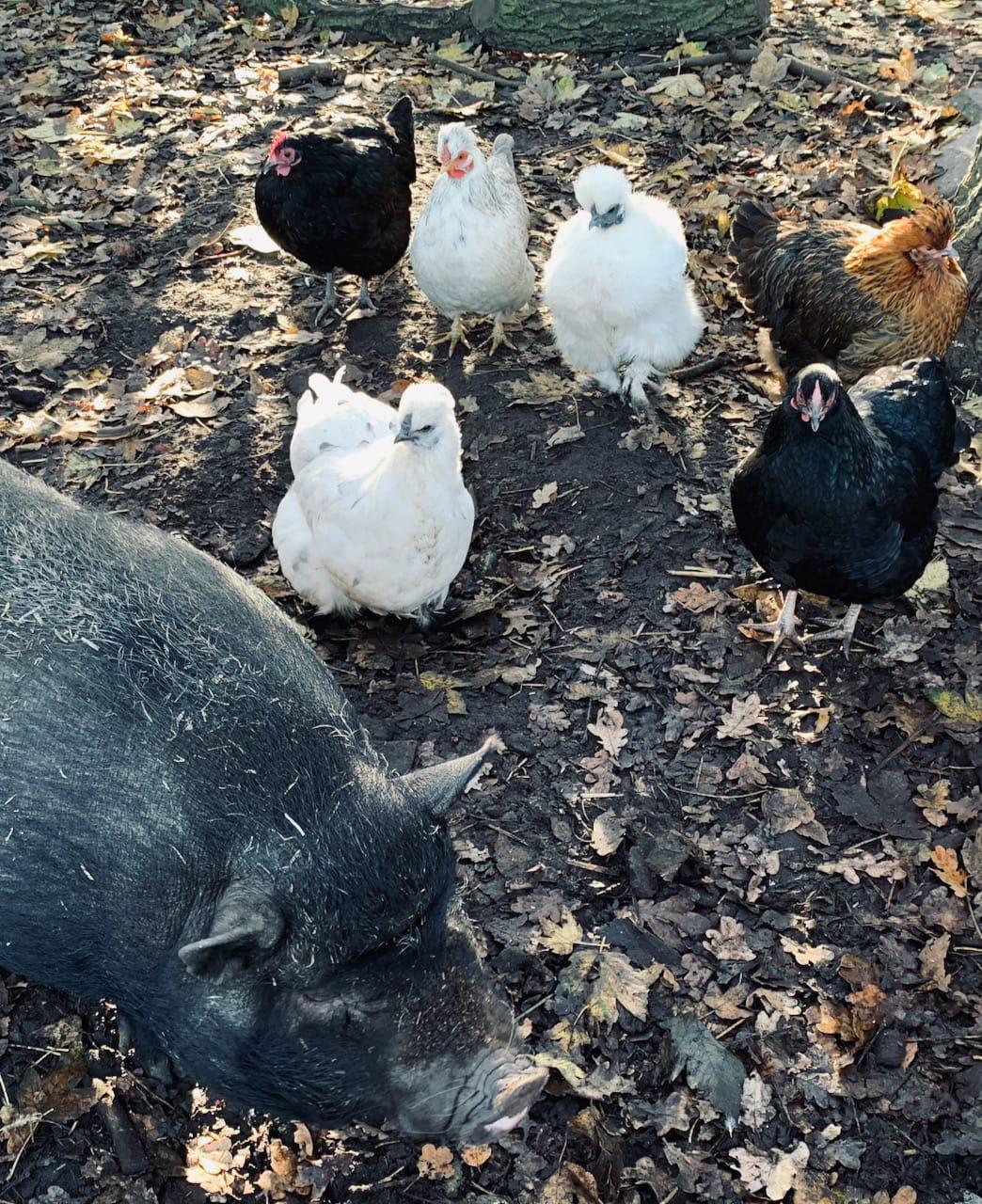 Hammiehoeve – a local egg producer and so much more!
