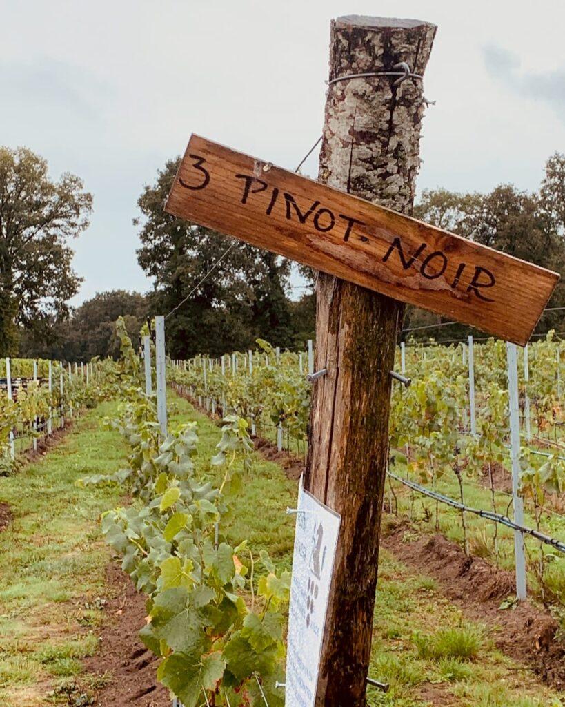 The end of each row is labelled with the wine variety. At its feet, you can find a beautiful rose which serves as an early indicator of possible fungal diseases which may affect the vines
