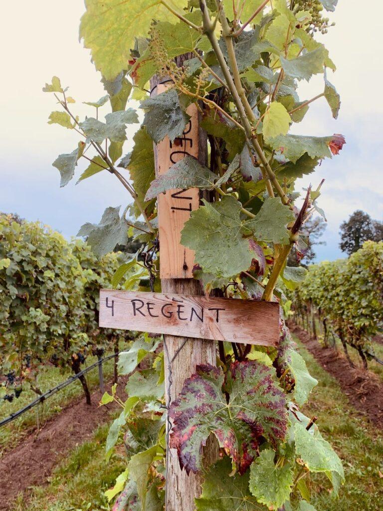 One of my favourite varieties - Regent - a lovely deep peppery red, perfect for a dark wintery evening!
