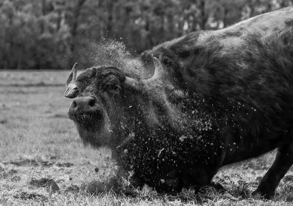Buffalo