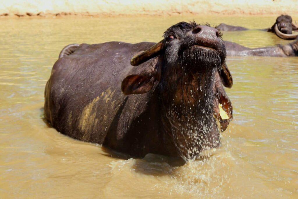 Buffalo in the water