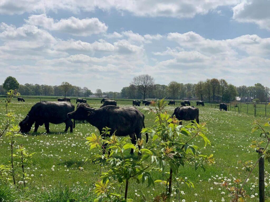 Buffalo in the pasture