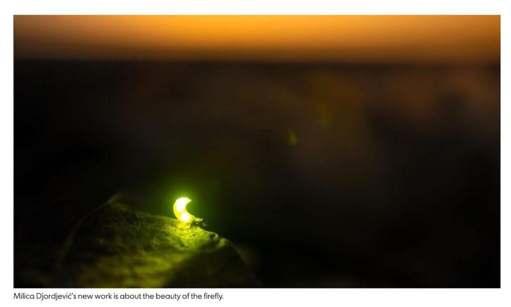 The beauty of a firefly